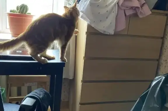 Пропал рыжий кот мейн-кун, 2-й мкр, 45, Бор