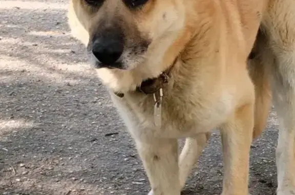 Овчарка найдена: Новороссийская, 57