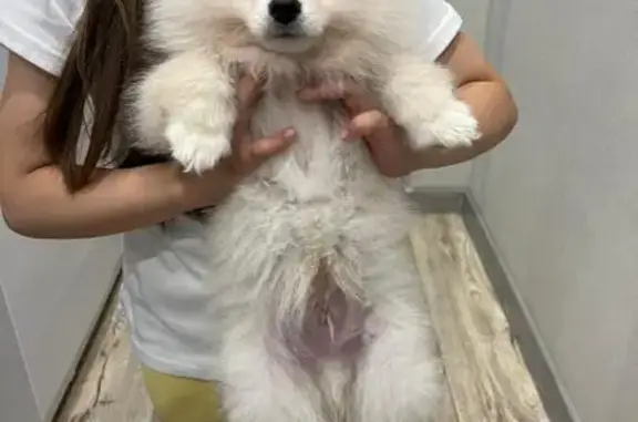 Найден белый шпиц на ул. 40-летия Победы, 10