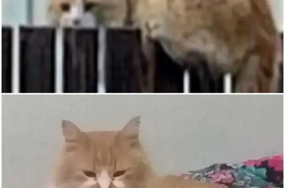 Кошки потеряшки, Нововеличковская, фото: Потеряшка рыжий кот, Садовая ул., Нововеличковская