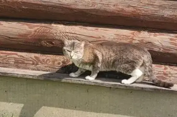 Найдена кошка, Московская область, фото: Найдена кошка, МО