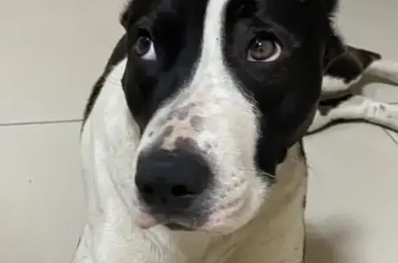 Найдена собака, ТЦ «Арбат», ул. Кирова, 14