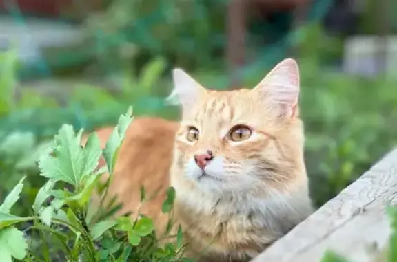 Кошки потеряшки, Энгельс, фото: Потеряшка кошка, Марксовский пер. 24, Энгельс