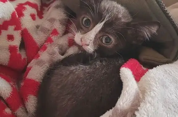 Кошка найдена: ул. Сахарова 32, Томск