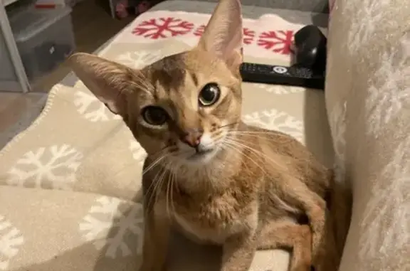 Кошки потеряшки, Московская область, фото: Потеряшка абиссинская кошка, СНТ Лесные Поляны-5