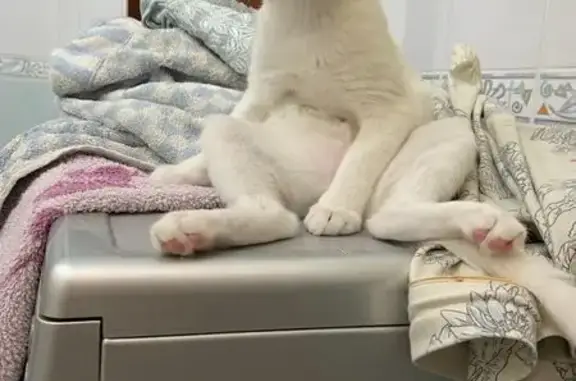 Потерянные животные Ханты-Мансийск, фото: Пропала кошка, ул. Калинина, Ханты-Мансийск