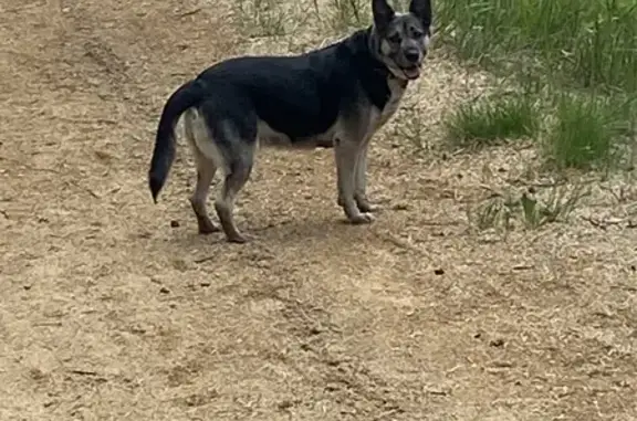 Собаки потеряшки, Матросы, фото: Потеряшка собака, Пряжинское шоссе, 27Г