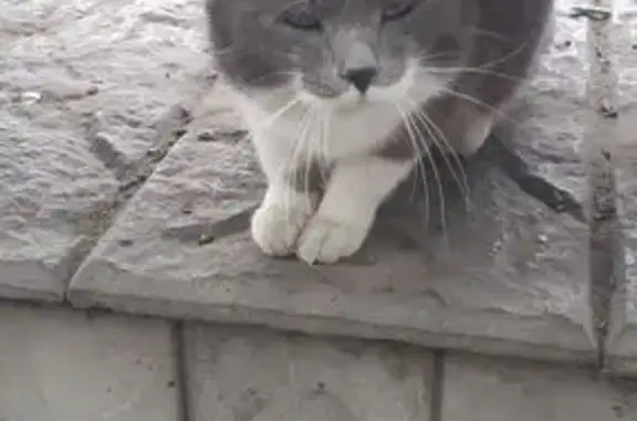 Кошка найдена: Комсомольская 105, Чита