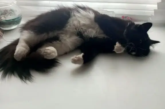 Найдена кошка, Иваново, фото: Кошка найдена: Кавалерийская 54, Иваново