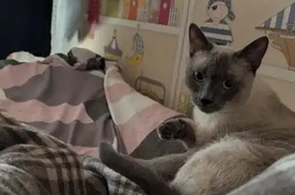 Кошки потеряшки, Москва, фото: Потеряшка кот, Загорьевский пр., 9/12, Москва