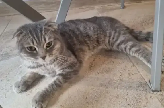 Найдена кошка: Ангарская 45 к.2, Москва