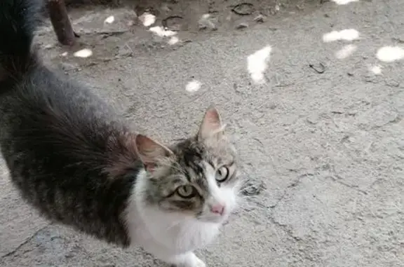 Найдена кошка, Майкоп, фото: Кошка найдена: Ворошилова 50, Майкоп