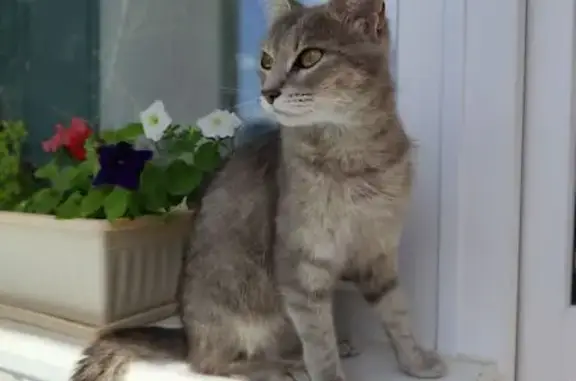 Кошка найдена на Фонтанной 1А/1, Пермь