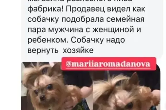 Пропала собака на Кооперативной, Балашиха