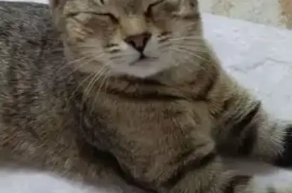 Кошки потеряшки, , фото: Потеряшка кошка, ул. Некрасова 13, Ратчино