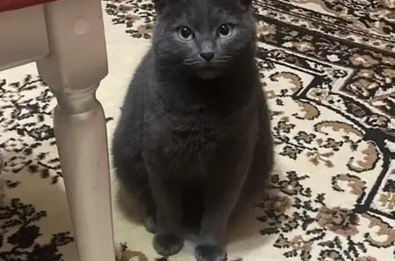 Кошки потеряшки, , фото: Потеряшка кошка, Спортивная ул., Кочорский