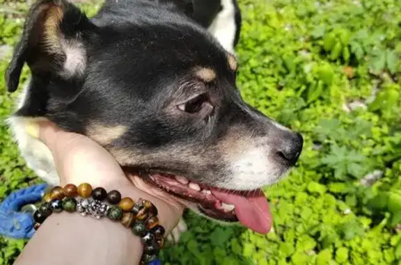 Собака найдена на Уссурийском бульваре, 5