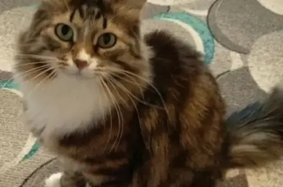 Пропала кошка, ул. Черняева, 12, Субханкулово