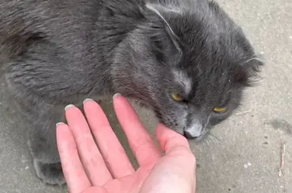 Найдена кошка, Обнинск, фото: Кошка найдена: пр. Маркса, 78, Обнинск