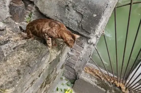 Найдена кошка, Челябинск, фото: Кошка найдена на ул. Обухова, Челябинск