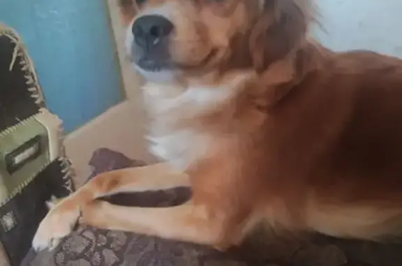 Собаки потеряшки, Красноярск, фото: Потеряшка собака, Красноярск, пр. Рабочий 127А