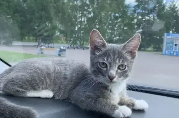 Пропал котенок на Тухачевского, Кемерово
