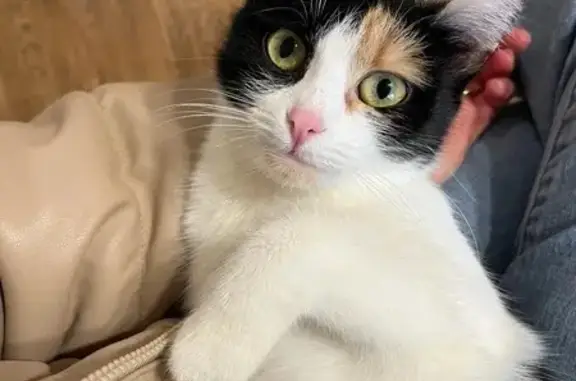 Пропала кошка, МО, Трехцветная