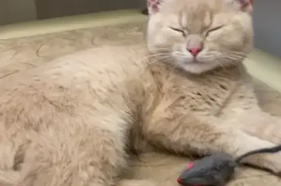 Найдена кошка, Осельки, фото: Котенок найден, Ленинградская ул., Осельки