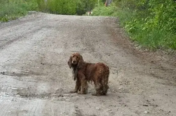 Спаниель найден в Олхинском поселении