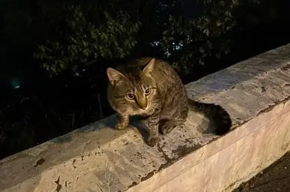 Найдена кошка, Владивосток, фото: Кошка найдена у арки, Набережная 7А с6