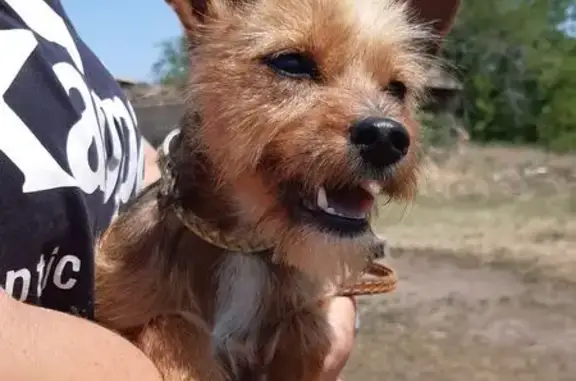 Найдена собака, Волгоград, фото: Найдена собака, ул. Джека Лондона, 1