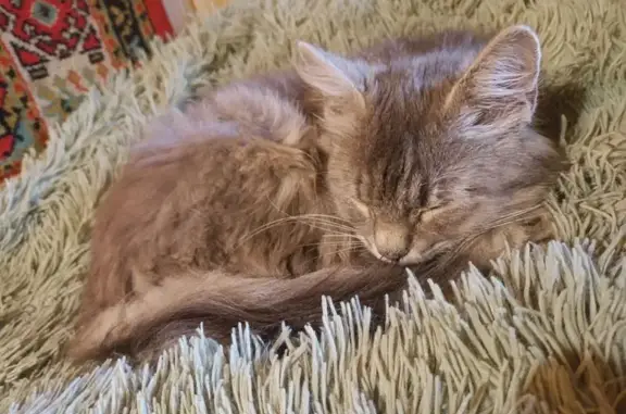 Найдена кошка, Малынь, фото: Кошка найдена в Малыне, МО