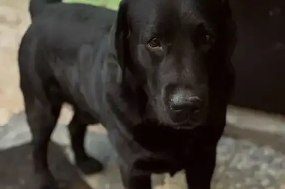 Собаки потеряшки, Оренбург, фото: Потеряшка черный лабрадор, Томилинская 170