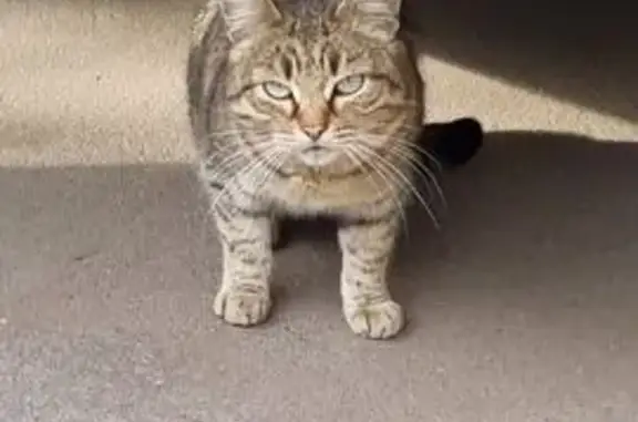 Кошка найдена, Митинская улица, Москва