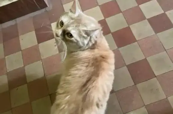Кошка найдена в подъезде Верземнека 2