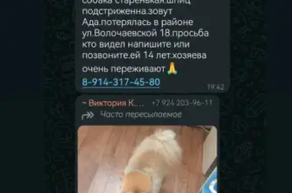 Собаки потеряшки, Хабаровск, фото: Потеряшка собака, Волочаевская 18, Хабаровск