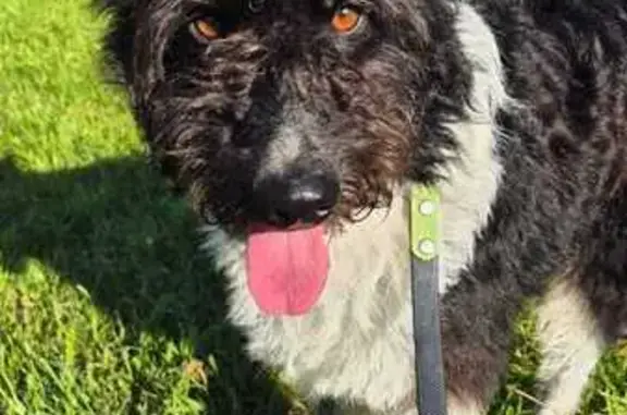 Найдена собака, Тверская обл.