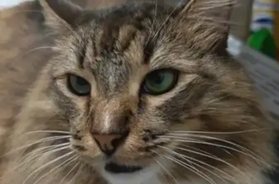 Пропала кошка, Звёздный б-р, 22 к2, Москва