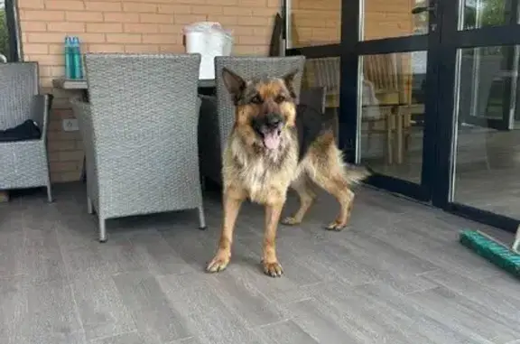 Овчарка найдена: Окружная 50, Ростов-на-Дону