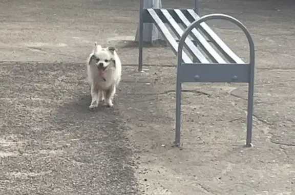 Собака найдена: Институтская 6 к5, Александров