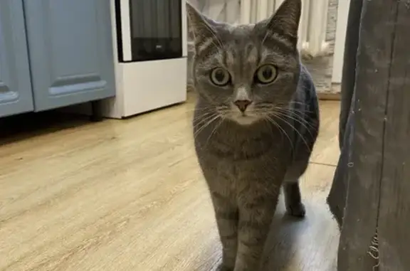 Кошка найдена, Девичья сопка, д. 46, Чита