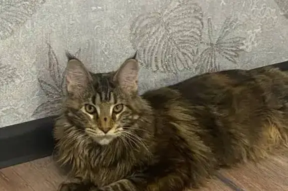 Пропала кошка, ул. Мира, 12, Чехов