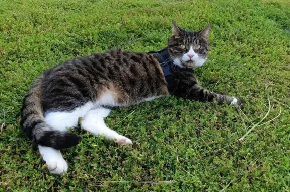 Кошки потеряшки, Чебоксары, фото: Потеряшка кошка, ул. Грасиса, 6 к1, Чебоксары