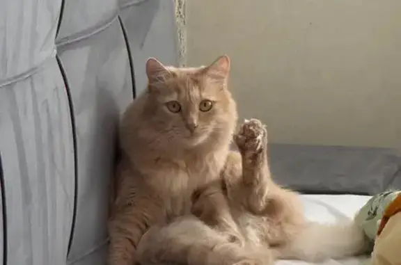 Кошки потеряшки, Кунгур, фото: Потеряшка кот, ул. Гребнева, Кунгур