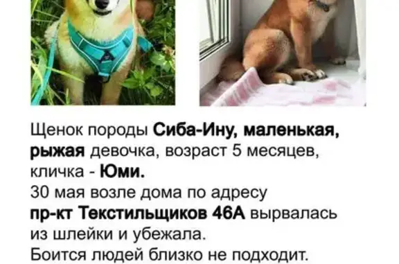 Пропала собака: пр. Текстильщиков, 46А