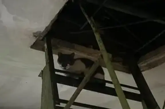 Найдена кошка, Кемерово, фото: Кошка найдена: Ленинградский 18а, Кемерово