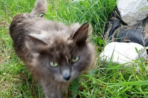 Найденные животные Аксинькино, фото: Кошка найдена у д. Аксинькино, 3