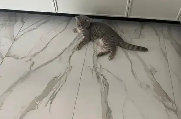 Кошки потеряшки, Тамбов, фото: Потеряшка кошка, ул. Бабарыкина, Тамбов