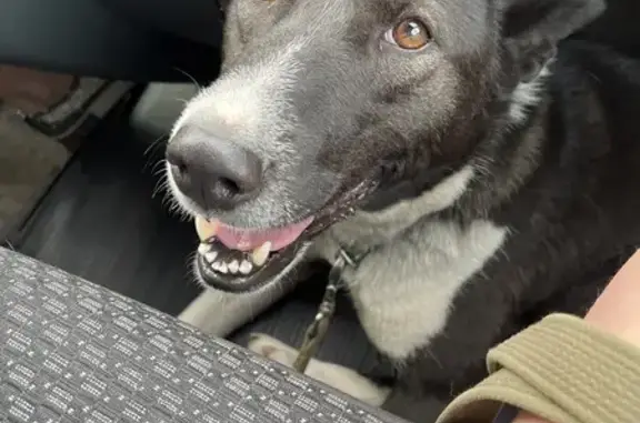 Найдена собака, Пермский край, фото: Собака найдена на остановке «Шаркан»