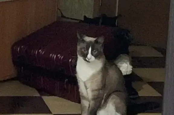 Кошки потеряшки, Тюмень, фото: Потеряшка сиамская кошка, ул. 50 лет Октября 57В